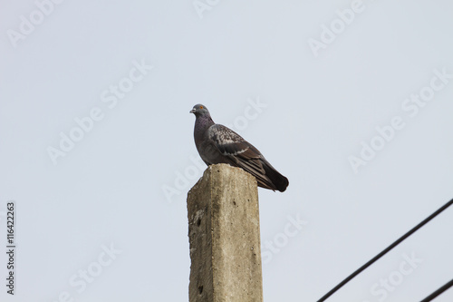 rock pigeon sitting on pole