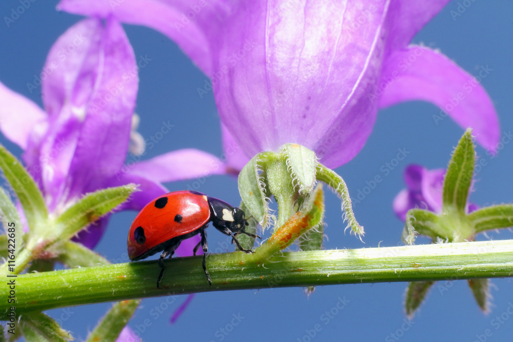 Fototapeta premium Lady bug