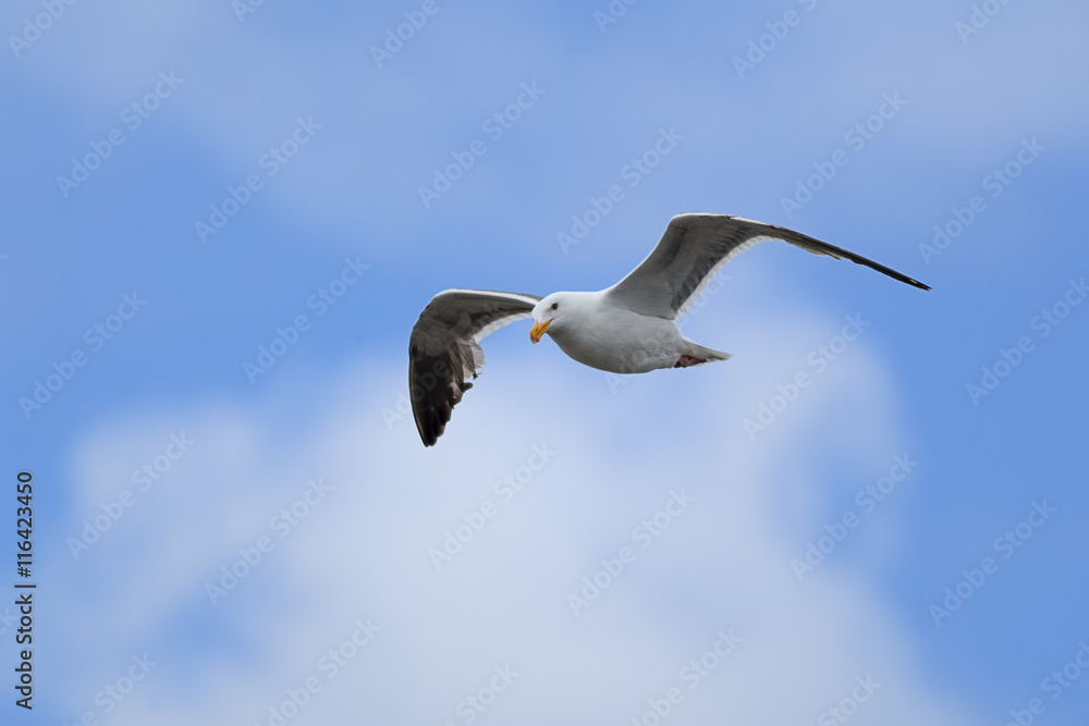 Obraz premium Seagull up in the sky.
