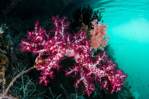 Soft Corals in Narrow Channel, Raja Ampat © ead72