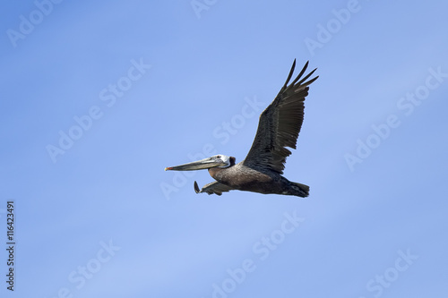 Brown pelican soars in the sky.