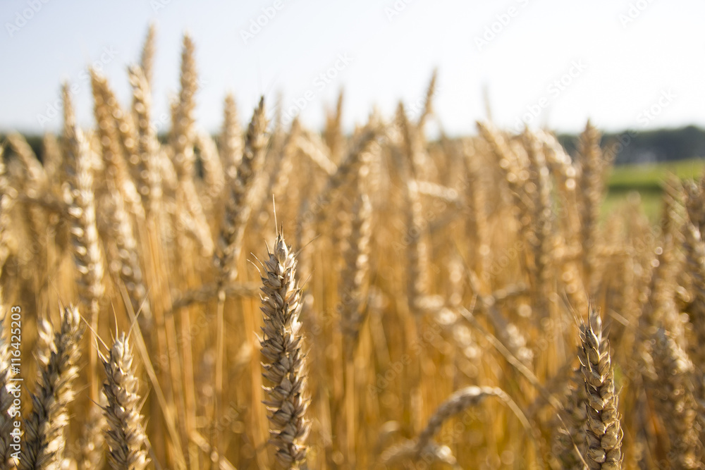 golden wheat field and sunny day golden wheat field and sunny day