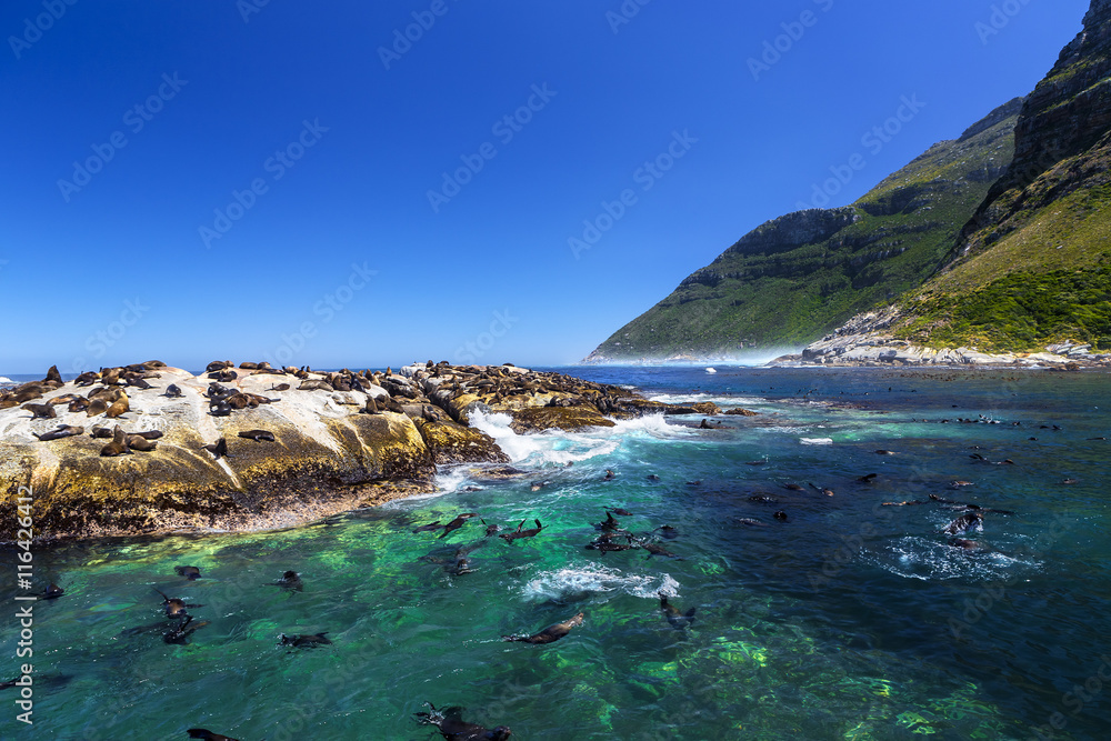 Fototapeta premium Republic of South Africa. Duiker Island (Seal Island) near Hout Bay (Cape Peninsula, Cape Town). Cape fur seal colony (Arctocephalus pusillus, also known as Brown fur seal)