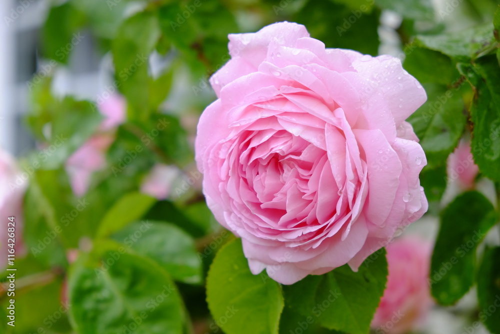 pink rose pink rose