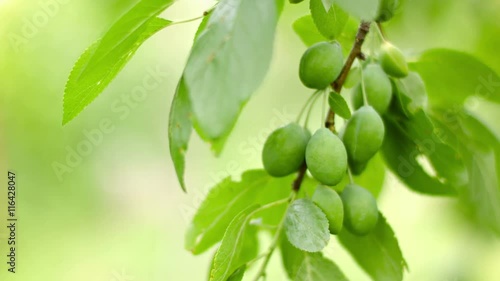 Wallpaper Mural Video 3840x2160 - Unripe plums on the branches of a tree Torontodigital.ca