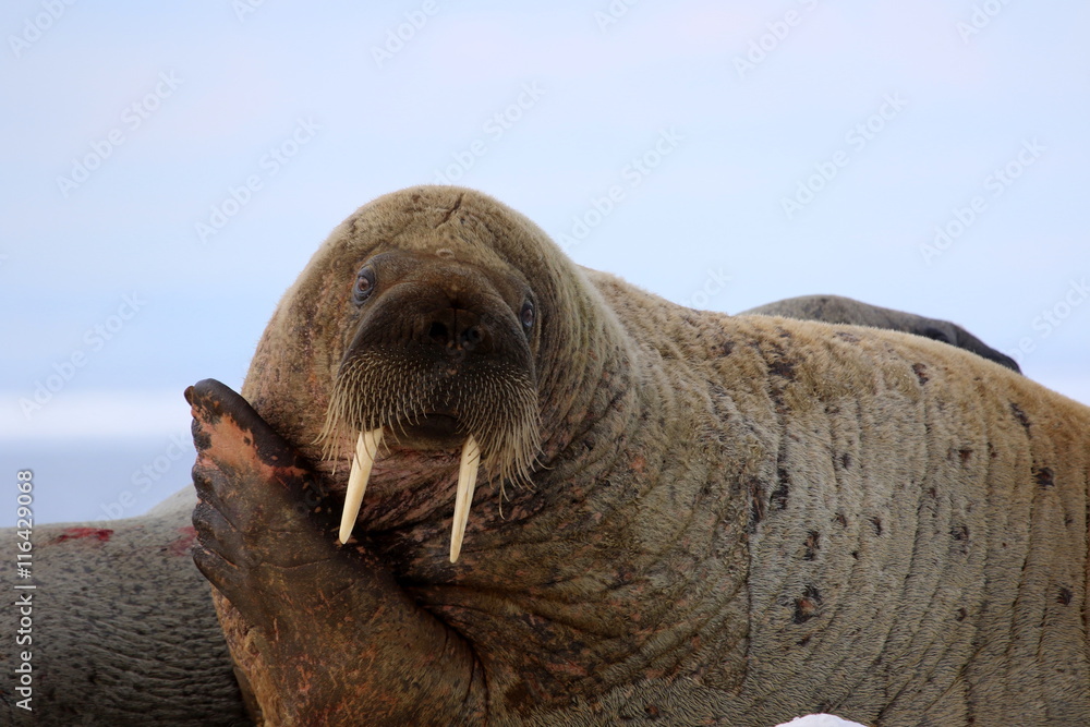Walrus on ice floe in Canada StockFoto Adobe Stock