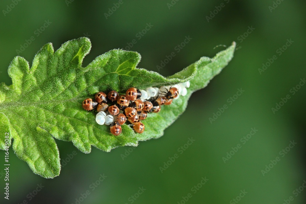 Frisch geschlüpfte Nymphen der Grünen Stinkwanze (Palomena prasina) auf Tomatenblatt Frisch geschlüpfte Nymphen der Grünen Stinkwanze (Palomena prasina) auf Tomatenblatt