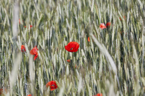 red poppies. summer