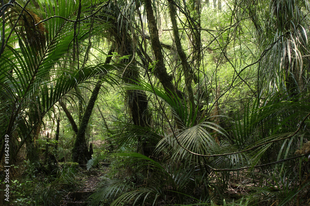 Jungle forest Jungle forest