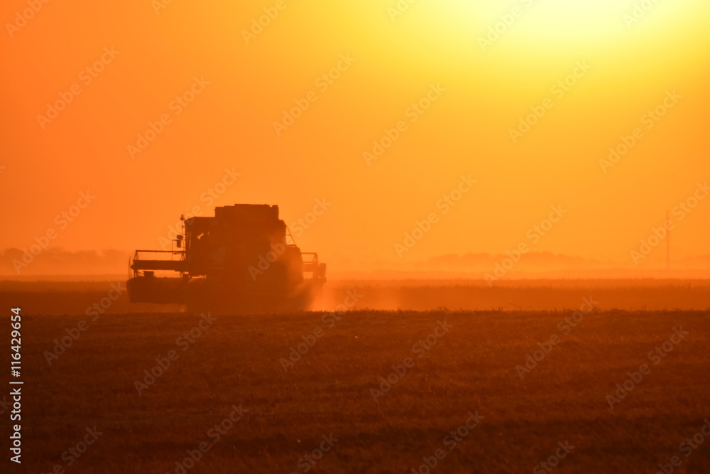 Fototapeta premium Collection soybean crop at sunset.