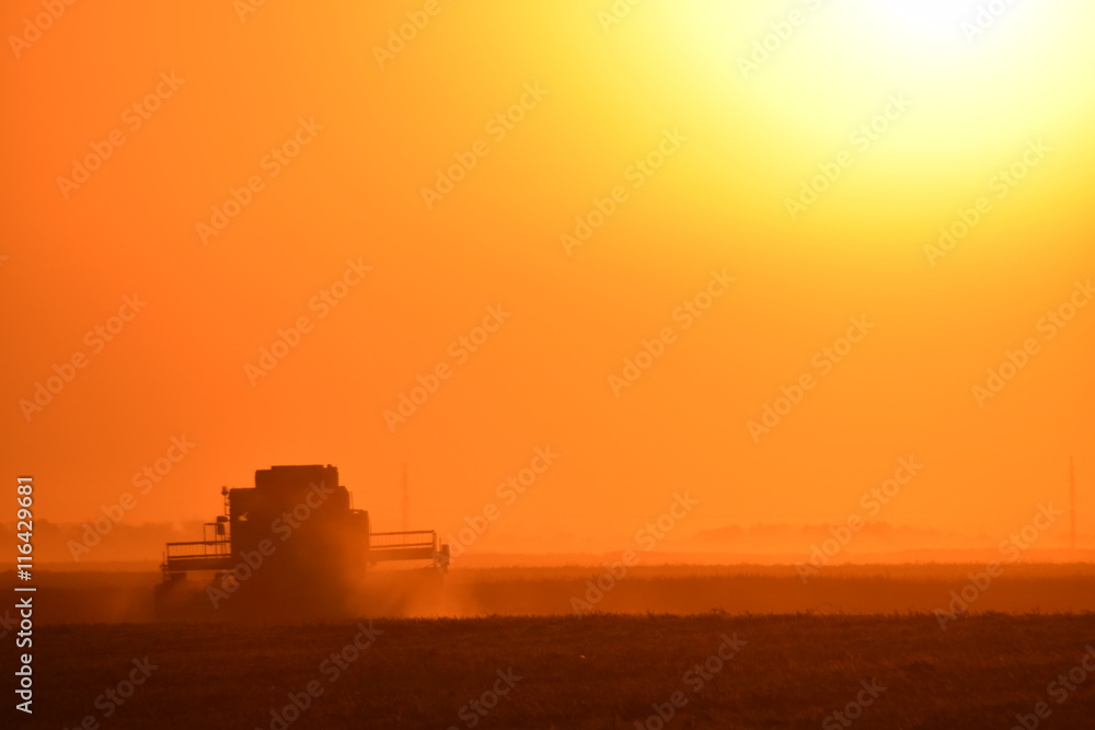 Collection soybean crop at sunset. Collection soybean crop at sunset.