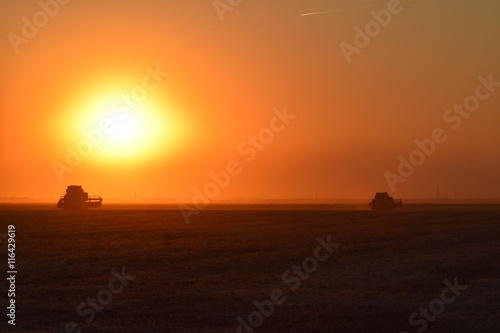 Collection soybean crop at sunset. © eleonimages