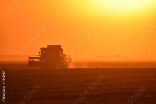 Collection soybean crop at sunset. © eleonimages