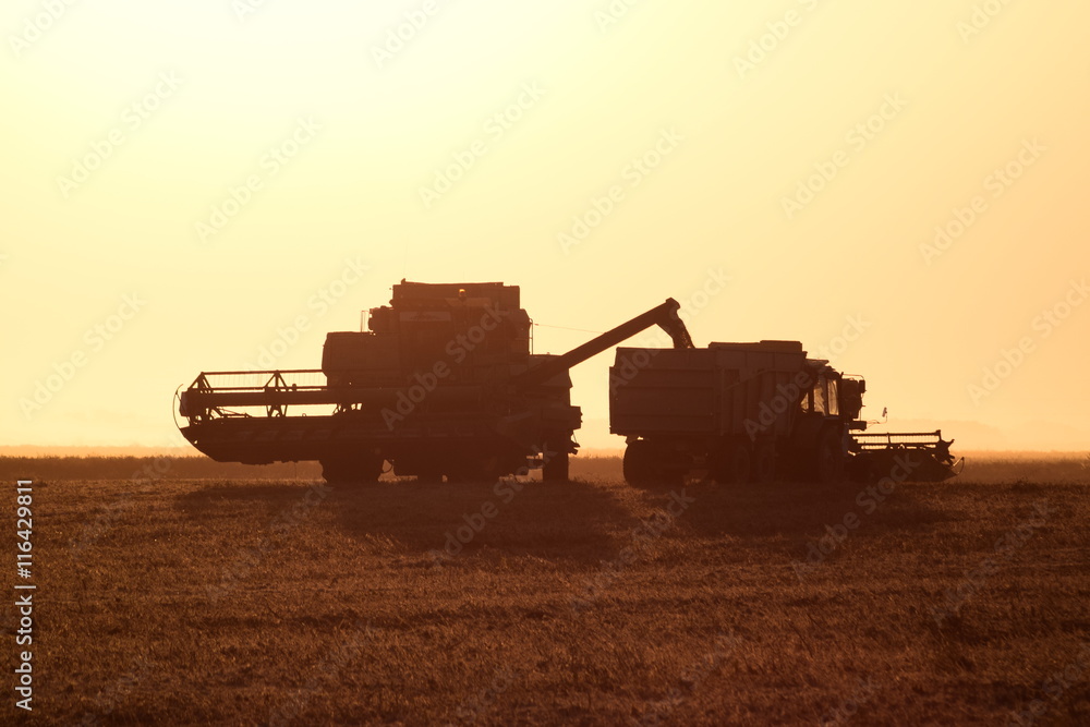 Fototapeta premium Collection soybean crop at sunset.
