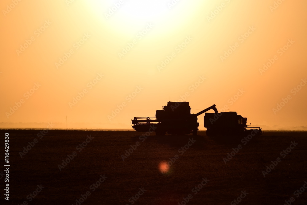 Fototapeta premium Collection soybean crop at sunset.