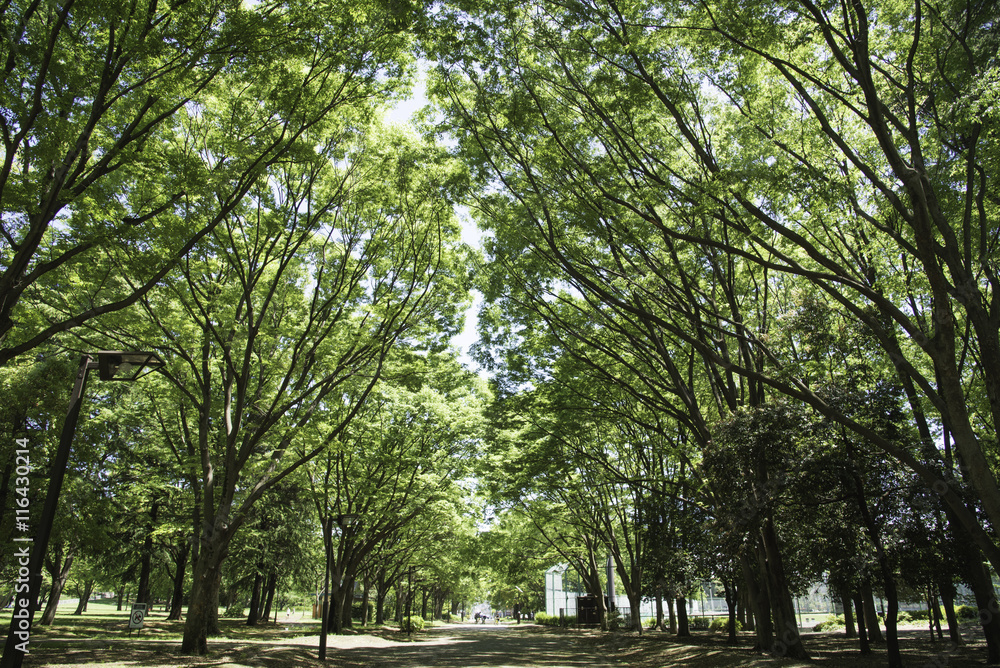 砧公園 砧公園