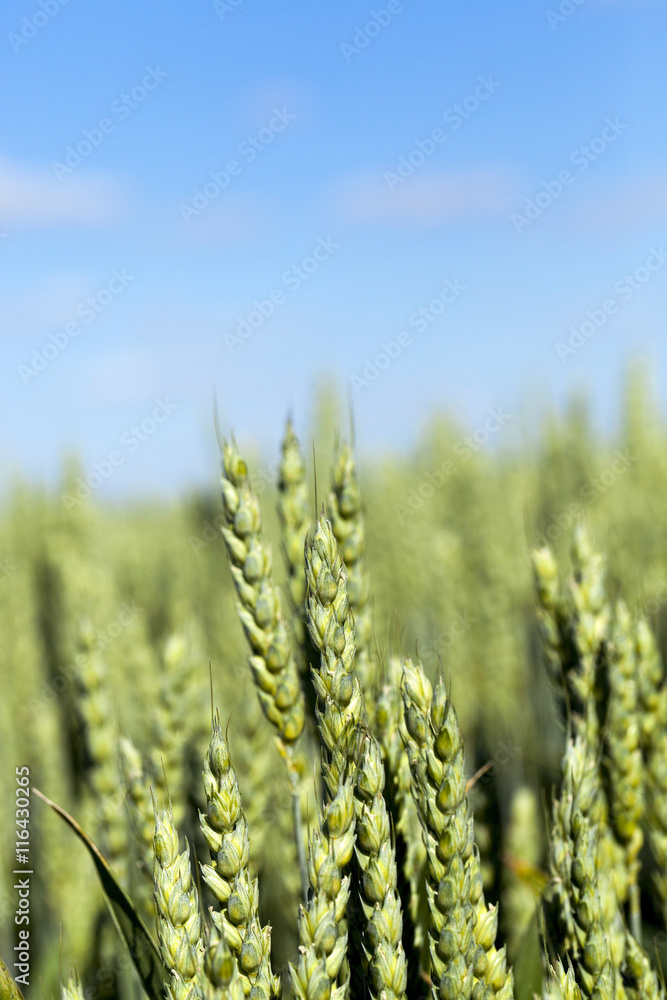 immature grass sky immature grass sky