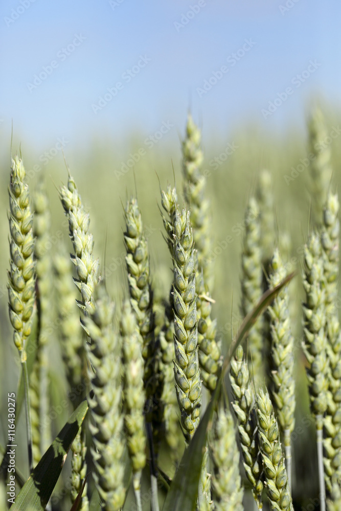 agricultural field wheat