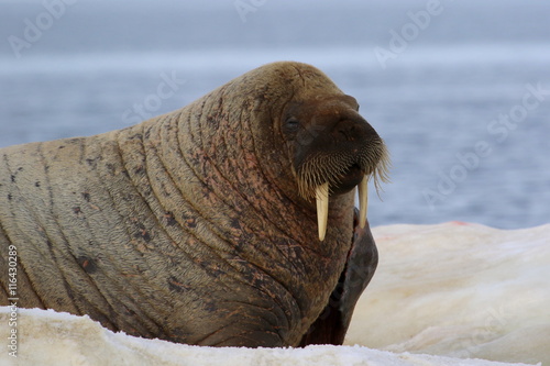 Walrus on ice floe in Canada