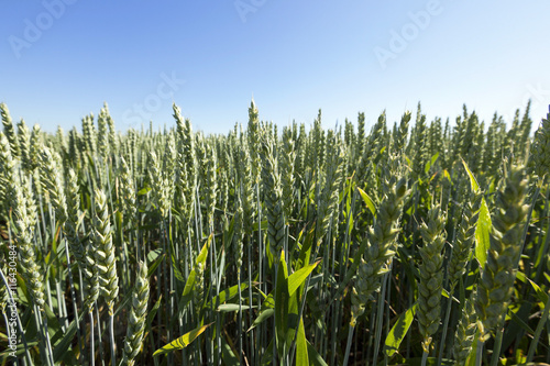 agricultural field wheat