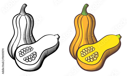 Illustration of butternut squash. Outline and colored version. Isolated on white