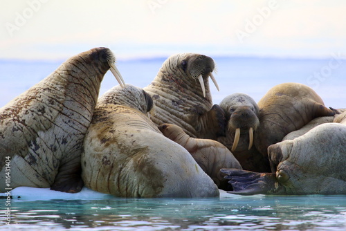 Herd of walruses on ice floe