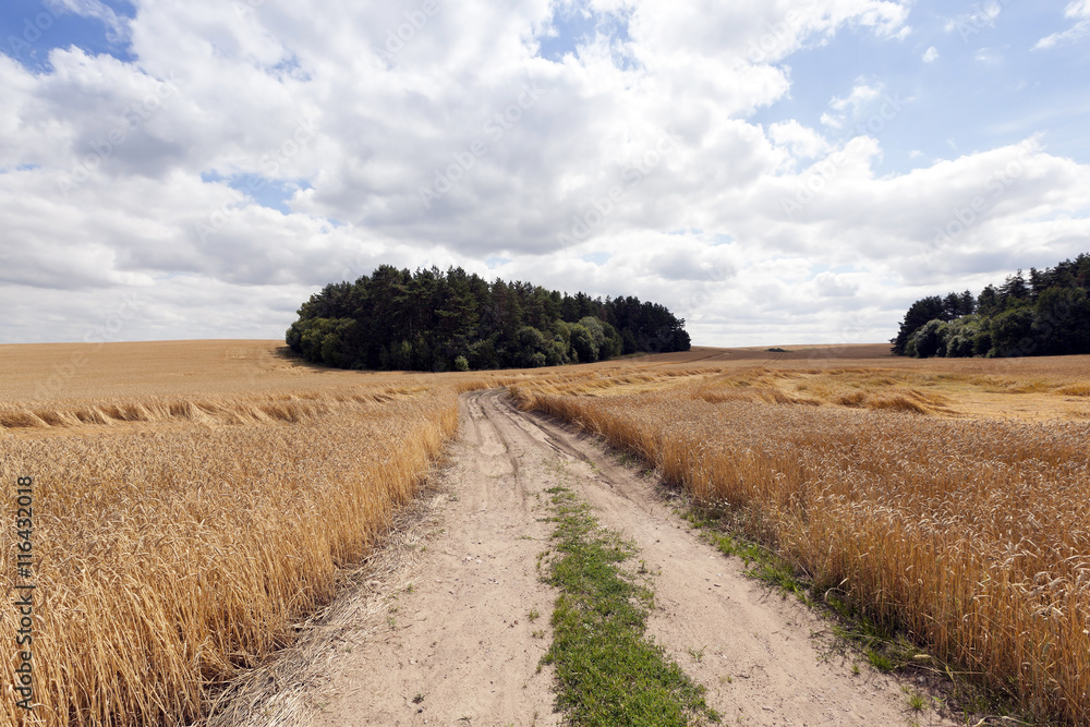 Fototapeta premium Rural paved road