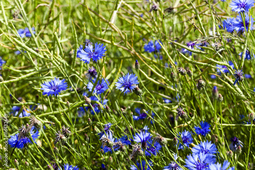 corn flower , summer