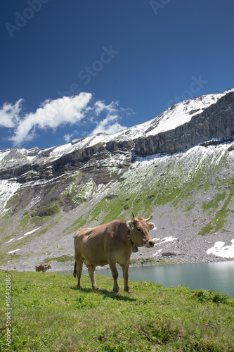 Cows grazing on a alpine pasture in high mountains  ringing with their bells