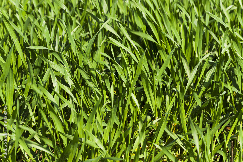 wheat germ -, field wheat germ -, field