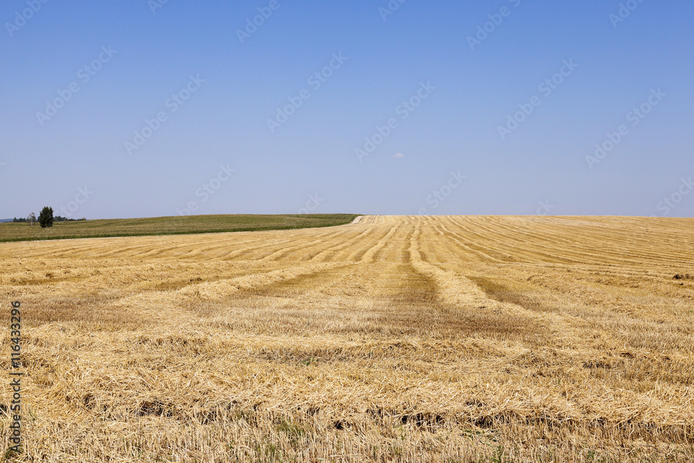 Fototapeta premium agricultural field with cereal