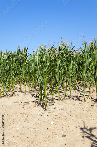 corn field, agriculture