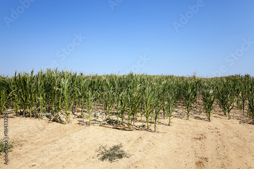 field with green onions