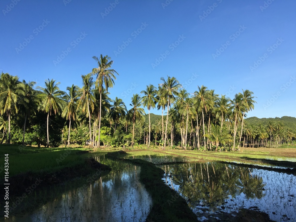 Rice field with palmtrees reflection
