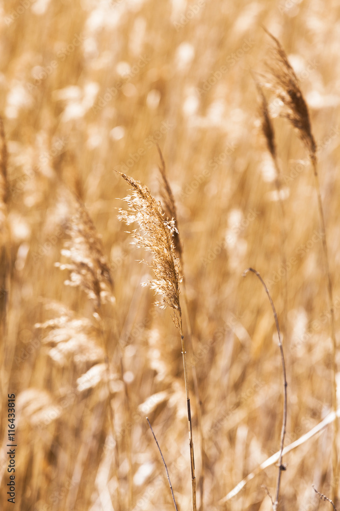 Fototapeta premium autumn grass , close-up