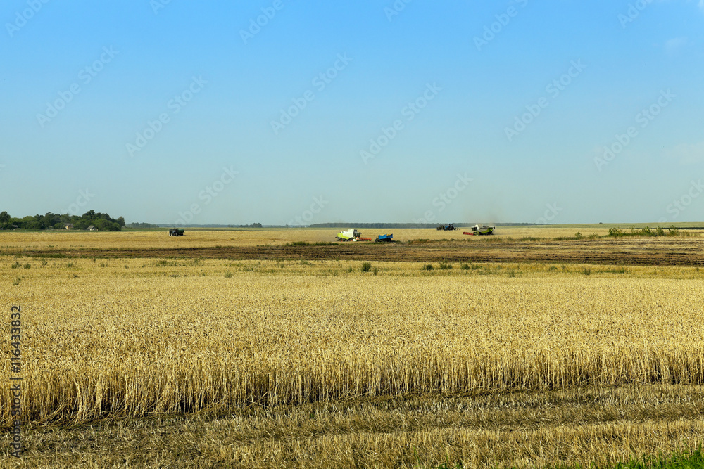 agricultural field with cereal
