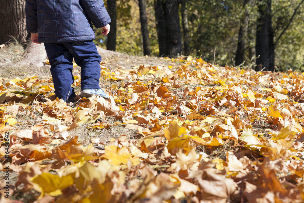 fallen leaves in autumn fallen leaves in autumn