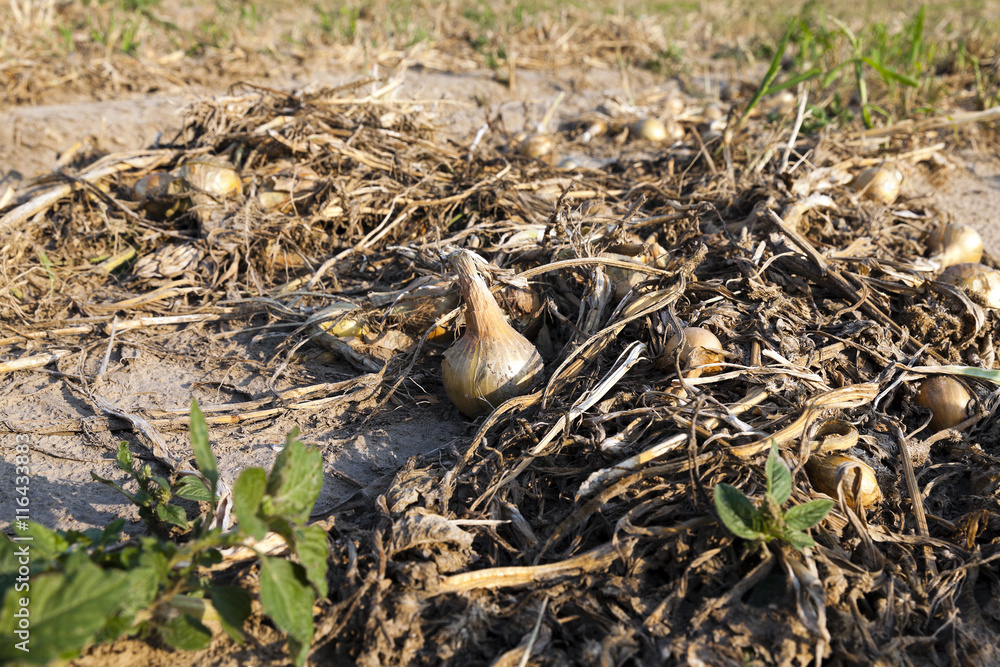 Obraz premium Harvesting onion field