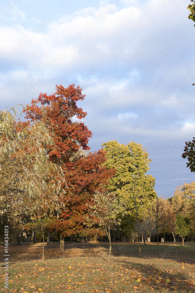 autumn in the park autumn in the park
