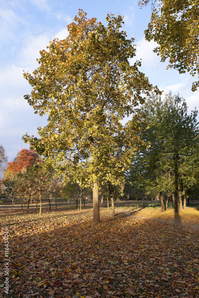 Naklejka premium autumn in the park