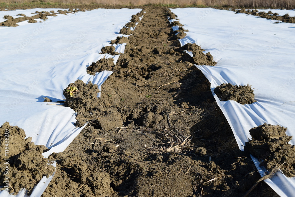 Obraz premium The greenhouse for growing vegetables in greenhouses