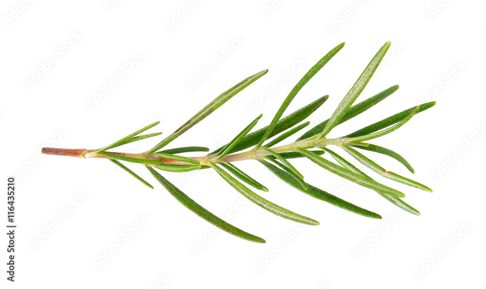 rosemary isolated on white background rosemary isolated on white background