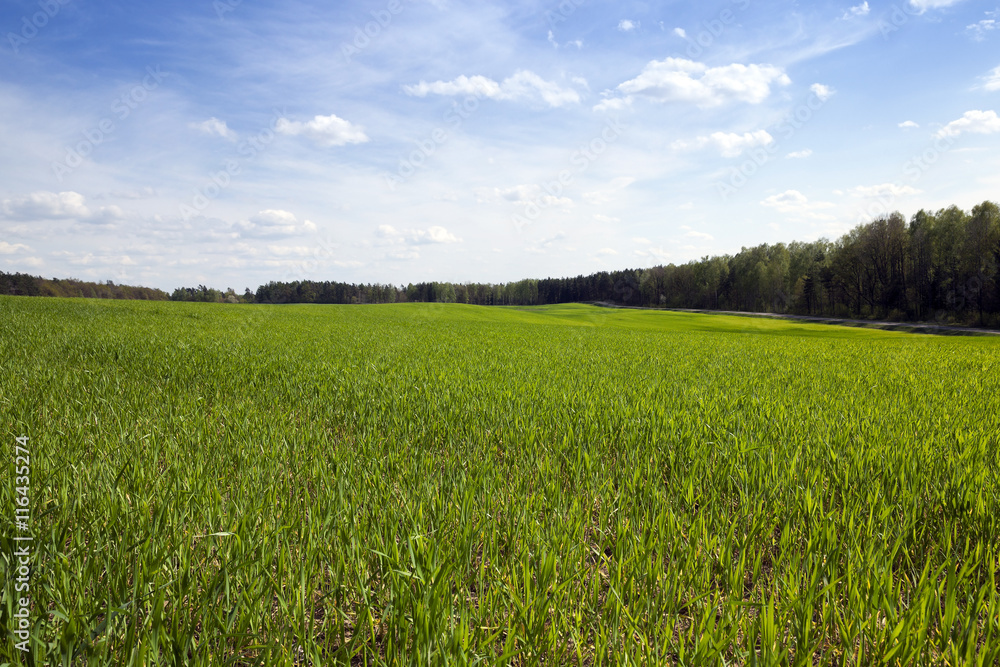 Fototapeta premium field with cereals