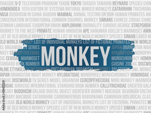 Fototapeta Naklejka Na Ścianę i Meble -  monkey