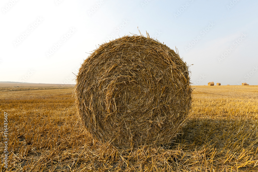 haystacks in a field of straw haystacks in a field of straw