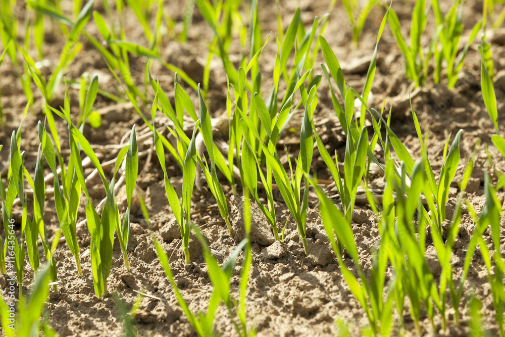 field with cereals field with cereals