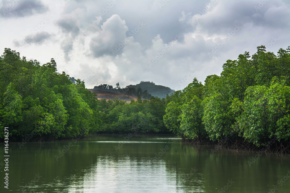 Fototapeta premium mangrove forest