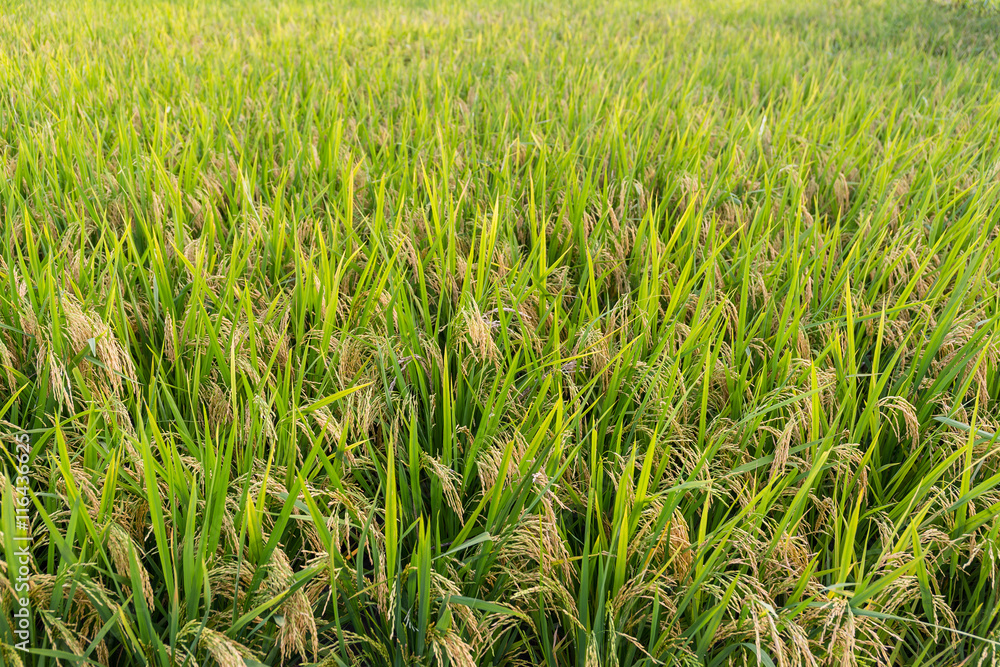 Paddy rice meadow