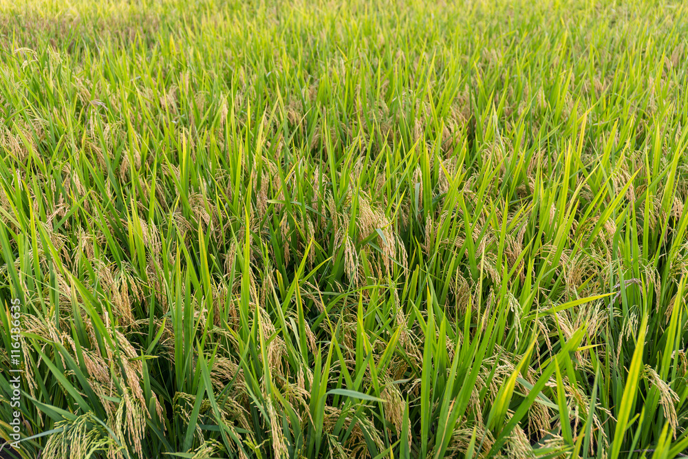 Obraz premium Rice field