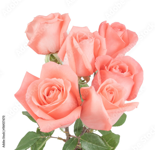 Pink roses bouquet